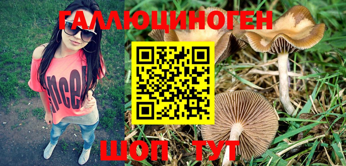 Галлюциногенные грибы Psilocybine cubensis Кимовск